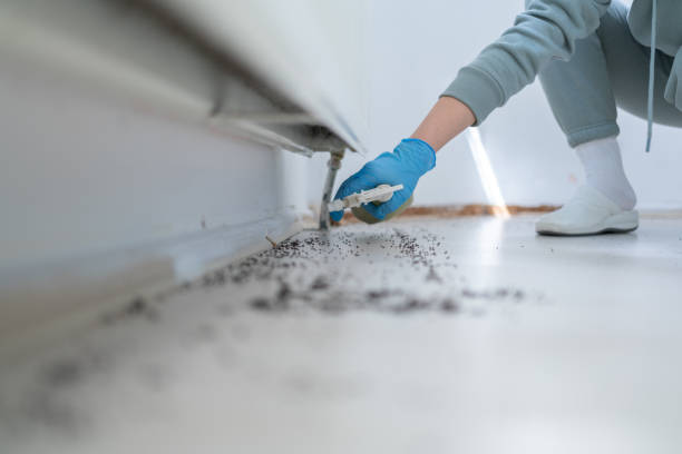 Best Termite Control Services  in Central Point, OR
